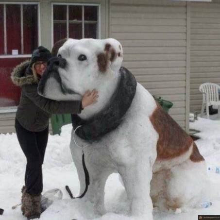 Chien de neige