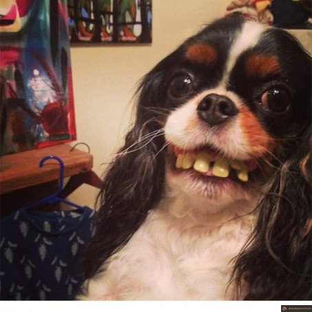 Chien dentier