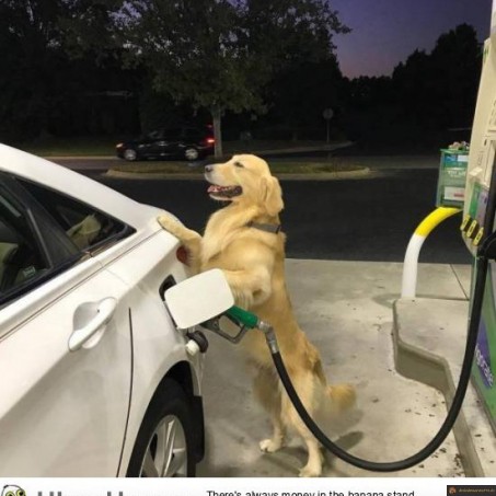 Chien dressé à faire le plein