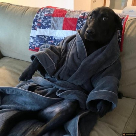 Chien du dimanche
