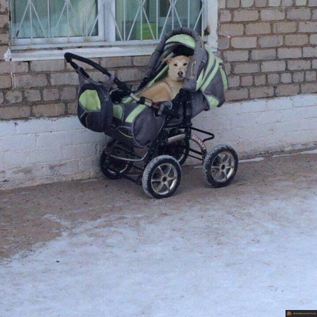 Chien en poussette