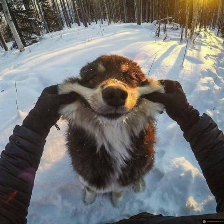 Chien heureux dans la neige