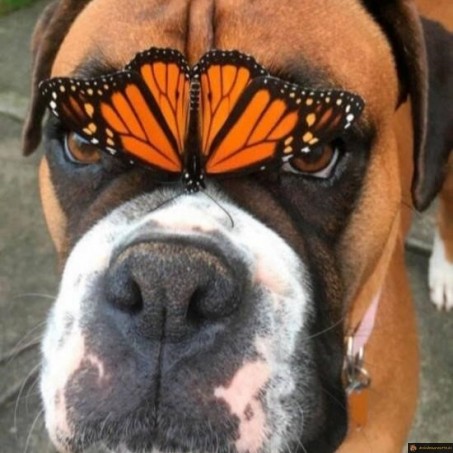 Chien papillon