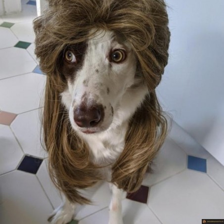 Chien perruque