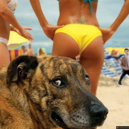 Chien pervers