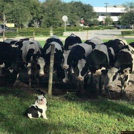 Chien petite vache