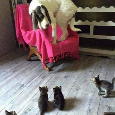 Chien qui a peur des chatons