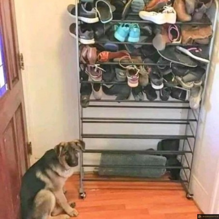 Chien qui aime bien les chaussures