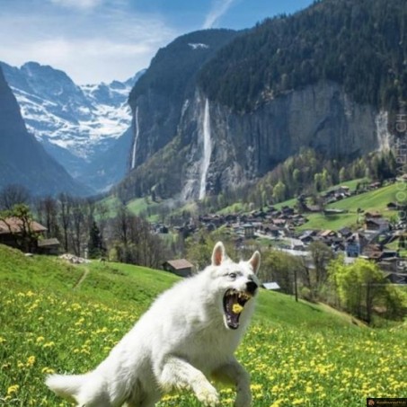 Chien qui n'aime pas les pissenlits