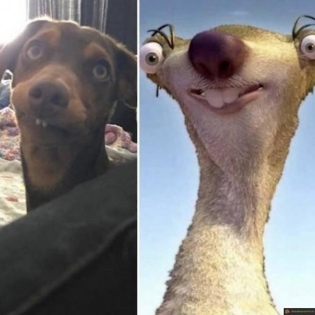 Chien Sid age de glace