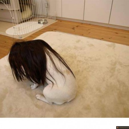 Chien the Ring