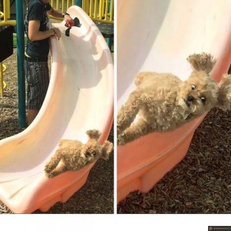 Chien toboggan