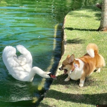 Chien vs cygne
