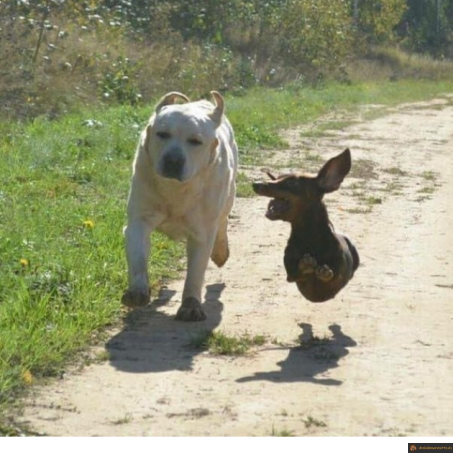 Chiens en promenade