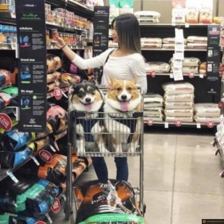 Chiens faisant les courses
