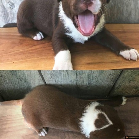 Chiot coeur