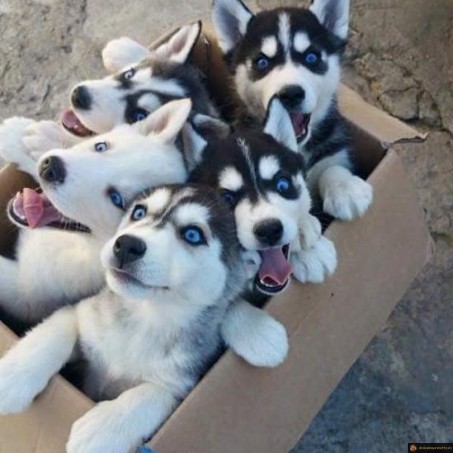 Chiots dans un carton