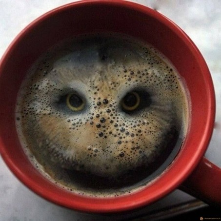 Chouette café