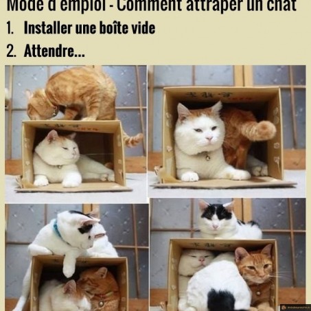 Comment attraper un chat