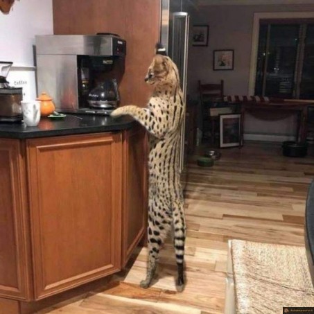 Comment fait on un café déjà?