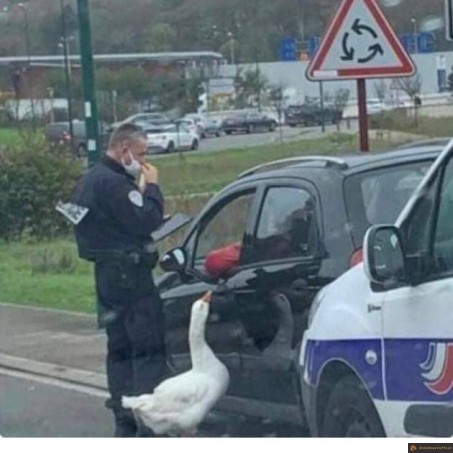 Contrôle de police par une oie