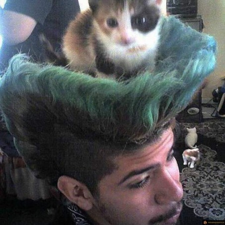 coupe de cheveux pour chats