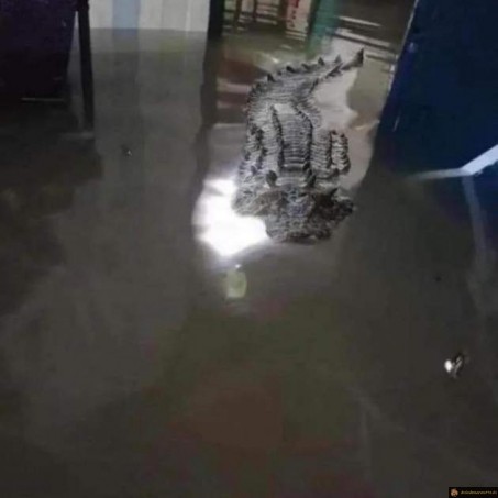 Croco dans la maison