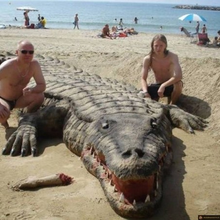 Croco des sables