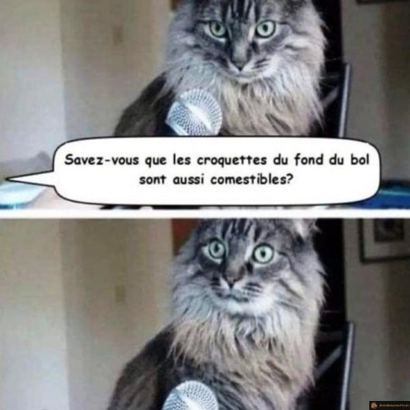 Croquettes au fond du bol