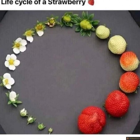 Cycle de vie d'une fraise