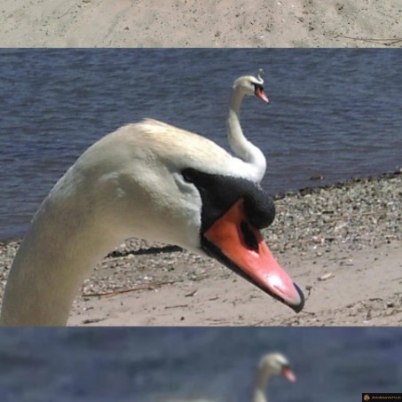 Cygneception