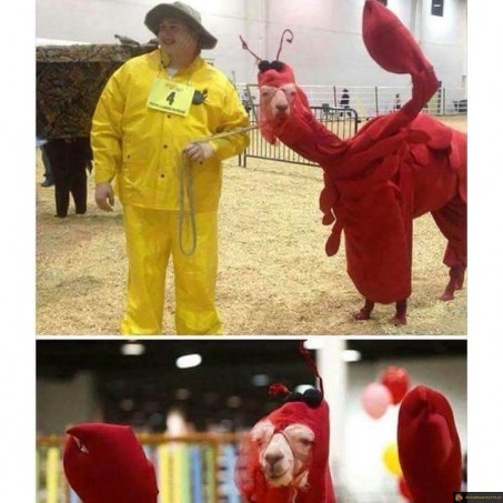 Déguisement homard sur un lama