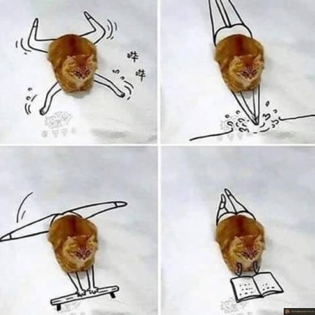 Dessins de chat