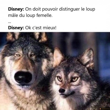 Distinction Mâle Femelle chez Disney