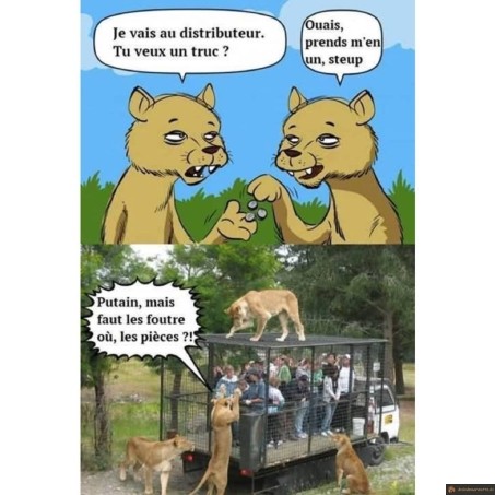 Distributeur pour lions