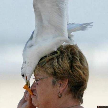 Dompteuse de mouette