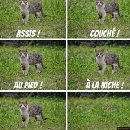 Dresser son chat