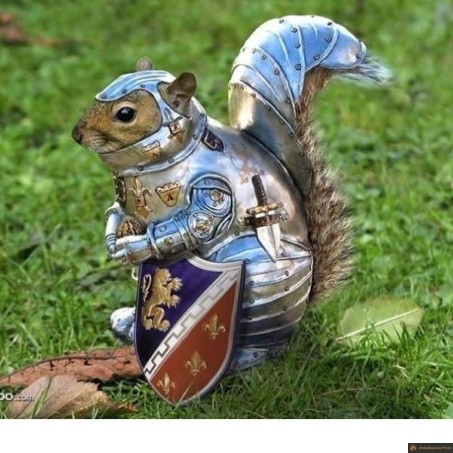 Ecureuil de combat