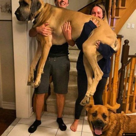 Enorme chien