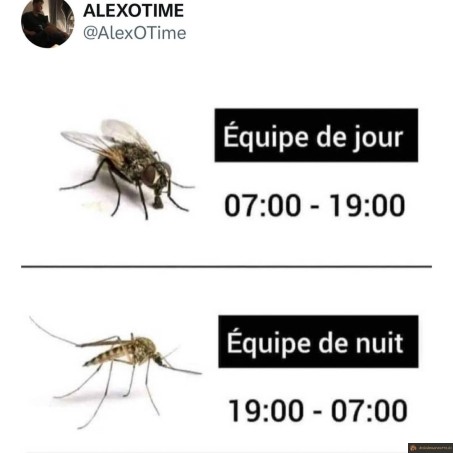 Equipe de jour et de nuit en été