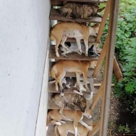 Escaliers encombrés par des chiens