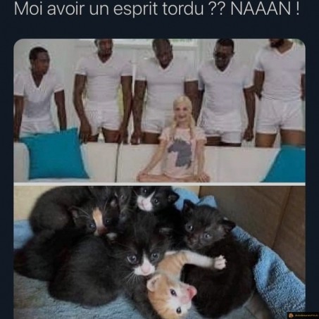 Esprit tordu chaton