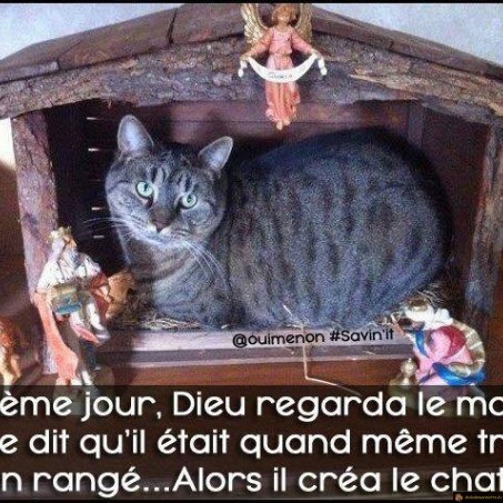Et dieu créa le chat