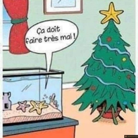 Etoile sur sapin