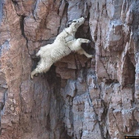 Expert en escalade
