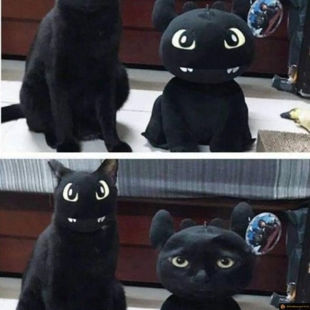 Faceswap de chat