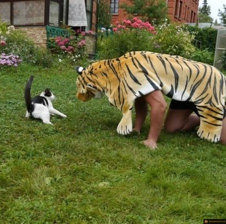 Faire peur à son chat