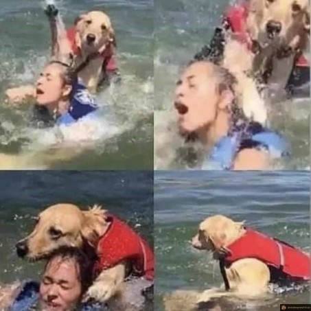Faux cv chien maitre nageur