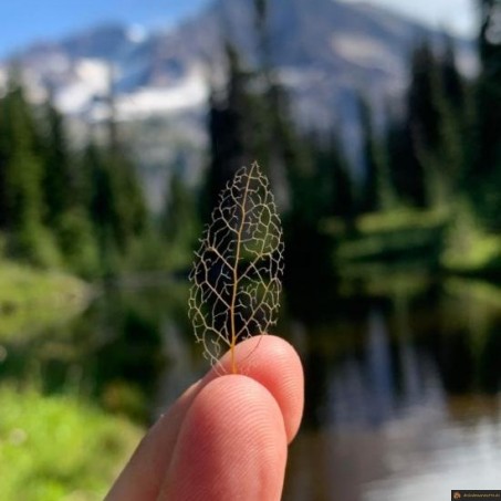 Feuille minuscule