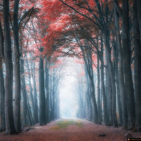 Foret enchanté